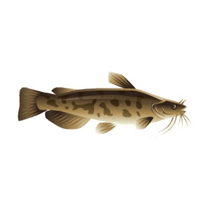 Brown Bullhead